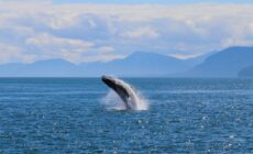 Une baleine - Navin75 - cc