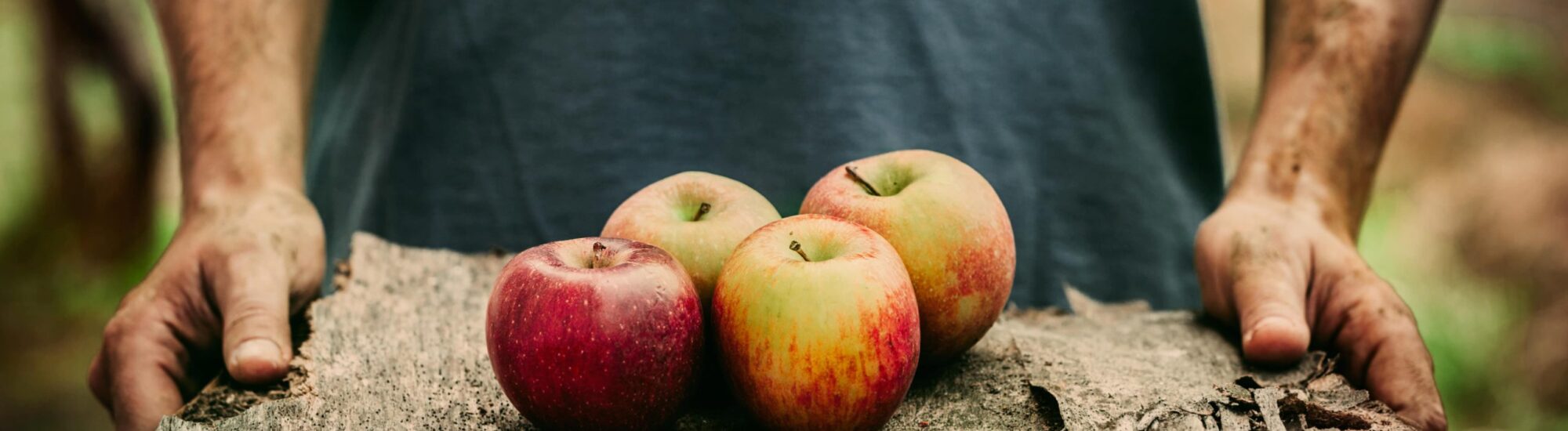 Des pommes Bramley - mythja