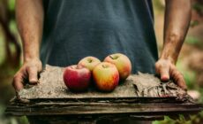 Des pommes Bramley - mythja