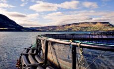 La Glenarm Organic Salmon - www.glenarmorganicsalmon.com