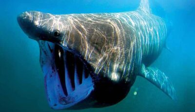 Un requin pèlerin - Domaine public