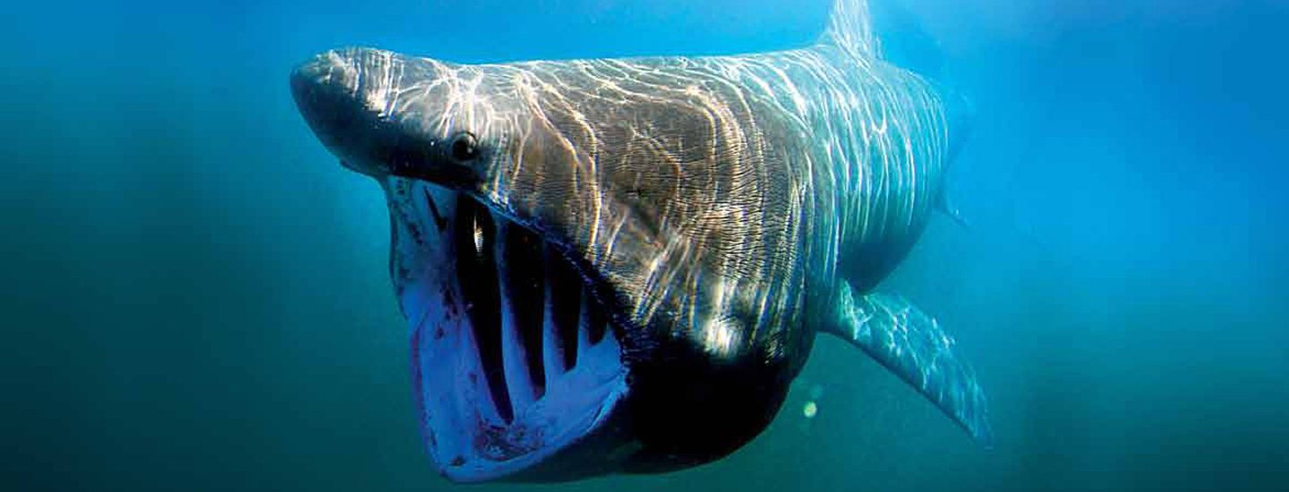 Un requin pèlerin - Domaine public