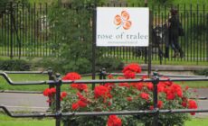 La Rose of Tralee - Pmk58 - cc