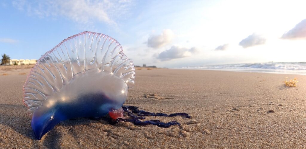 Une Physalia phyalis sur une plage - Volkan Yuksel - cc