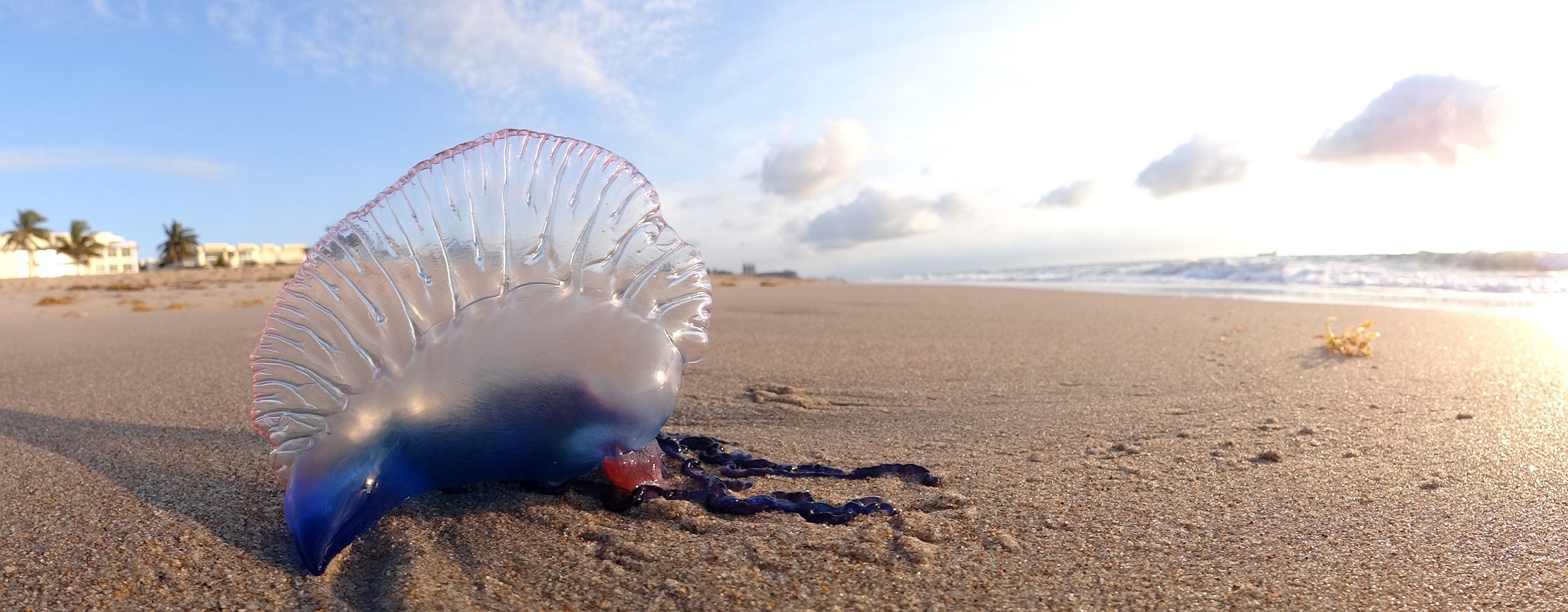 Une Physalia phyalis sur une plage - Volkan Yuksel - cc
