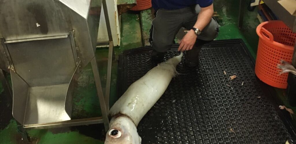 Le calamar géant des Flannery