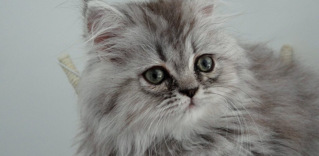 Un chaton - Domaine public