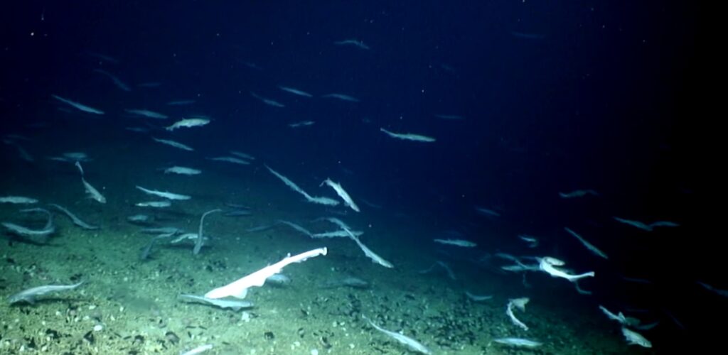 Des requins et leurs oeufs découverts en Irlande