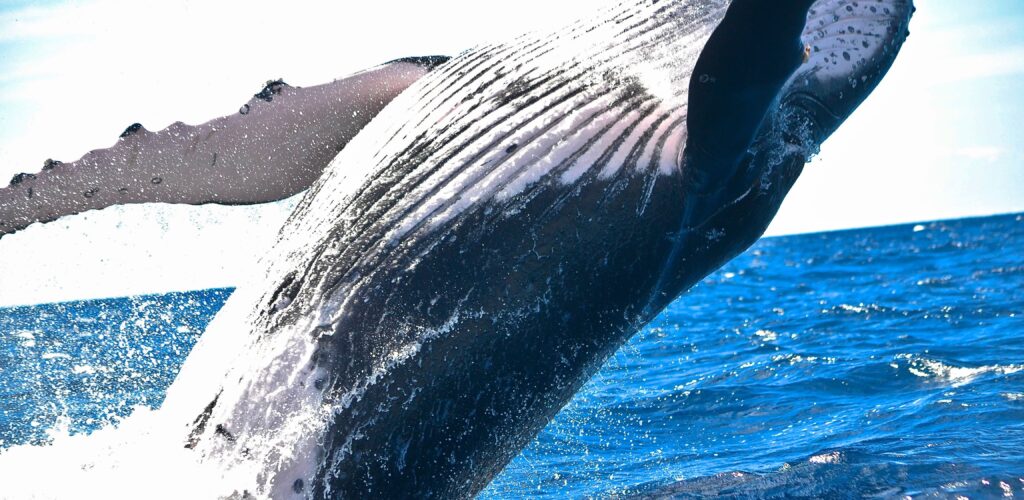 Irlande : des baleines à bosses répertoriées en 1999 ressurgissent au large du Kerry 20 ans après