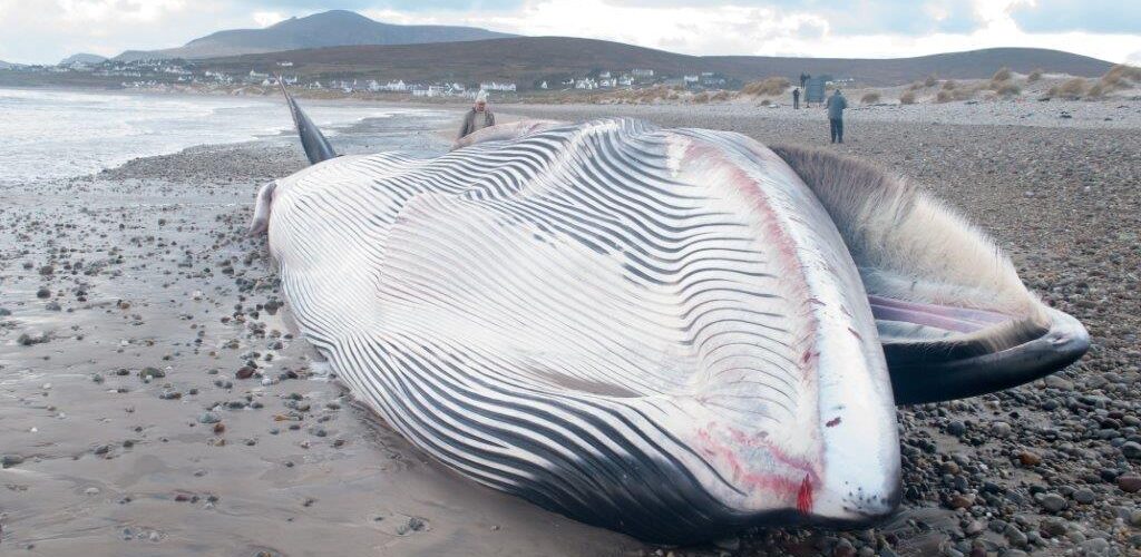 Une baleine s&rsquo;échoue sur une plage en Irlande du Nord