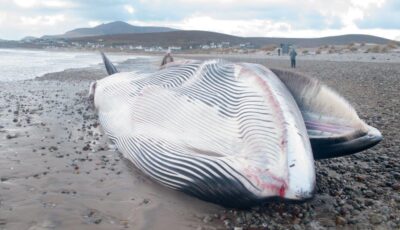 Baleine échouée en Irlande du Nord - Photo par Tom Honeyman - Irish whale and dolphin group
