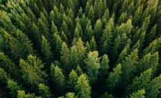 L’Irlande va planter des arbres à des fins écologiques – nblxer r