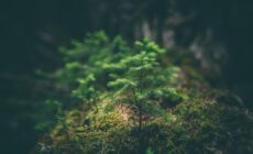 Des arbres en pousse en Irlande - Photo by Matthew Smith on Unsplash