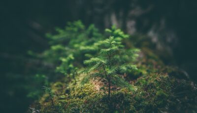 Des arbres en pousse en Irlande - Photo by Matthew Smith on Unsplash