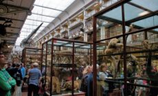Le National History Museum of Ireland - Kieran Guckian - cc
