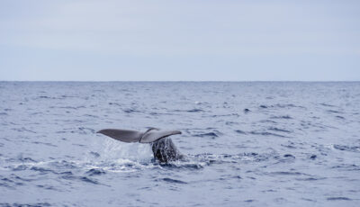 La baleine quittant les eaux de Dublin - karkozphoto