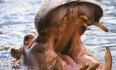 L'Hippopotame du Dublin Zoo - Wiblick - cc