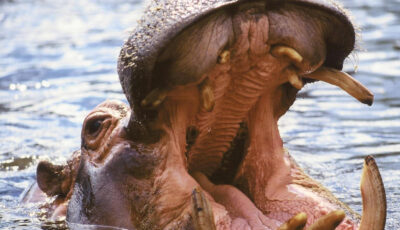 L'Hippopotame du Dublin Zoo - Wiblick - cc