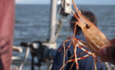 Les crevettes de Portavogie - theforeignflash - cc