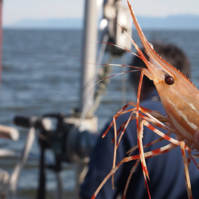 Les crevettes de Portavogie - theforeignflash - cc