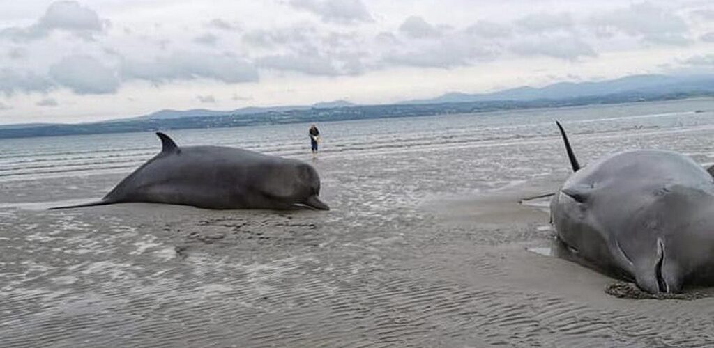 Irlande : 8 baleines s&rsquo;échouent sur une plage du comté de Donegal
