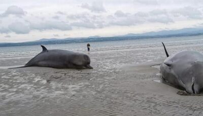 Des baleines échouées sur la plage de Rossnowlagh - Thomas et Louise Coleman et l'Irish Whale and Dolphin Group
