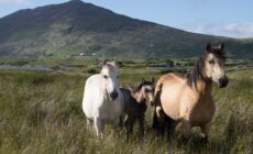 Des chevaux du Connemara - Tanya Hart - cc