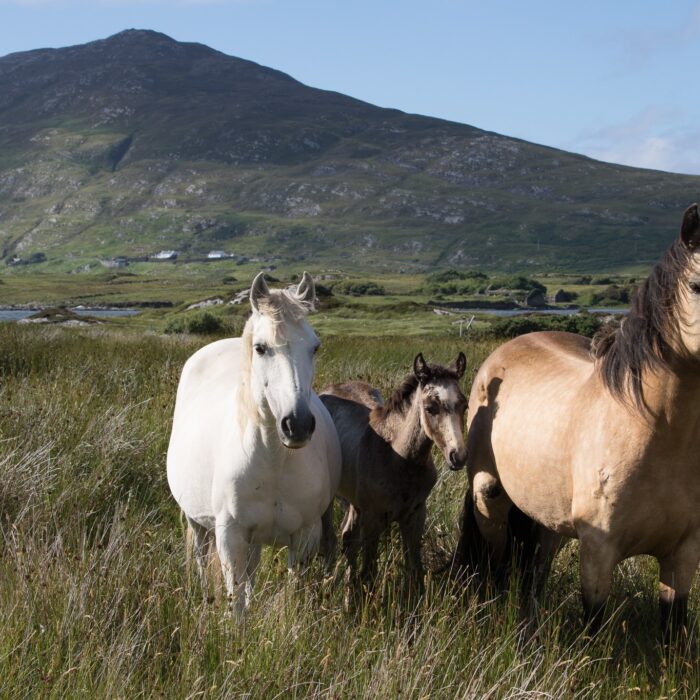 Des chevaux du Connemara - Tanya Hart - cc