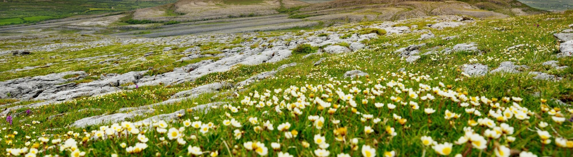 Vue sur le Burren irlandais et sa flore - © MNStudio