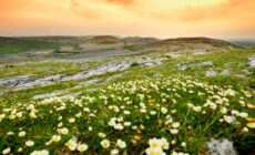 Vue sur le Burren irlandais et sa flore - © MNStudio