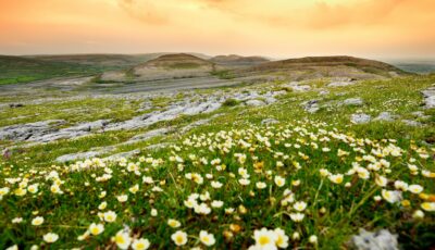 Le Burren in Bloom