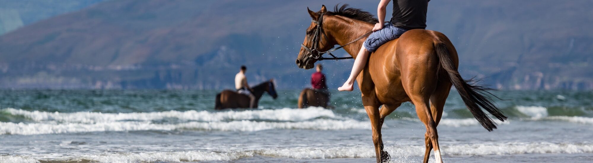 Animaux en Irlande