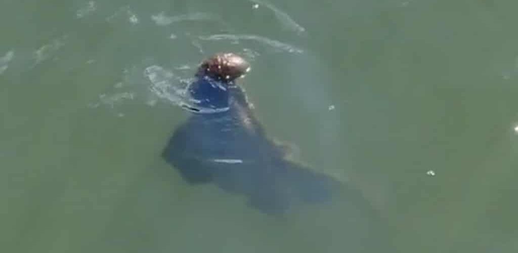 Buzz : une vidéo TikTok suggère qu&rsquo;un monstre vivrait dans les eaux de Dublin