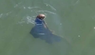 Le "monstre" de la Liffey - @chickengousean