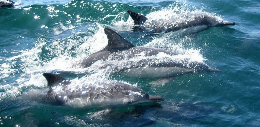 Des dauphins - John Gibson 