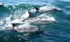 Des dauphins - John Gibson