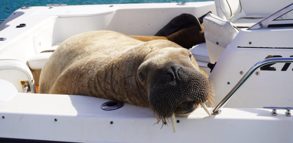 Wally, un morse arctique surpris en train de squatter des bateaux irlandais