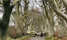 Aperçu des arbres tombés à Dark Hedges lors de la tempête Arwen - @barrabest - Twitter
