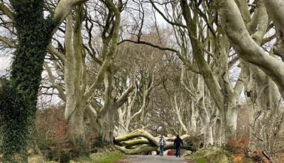 Aperçu des arbres tombés à Dark Hedges lors de la tempête Arwen - @barrabest - Twitter