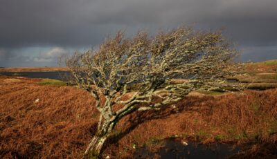 Un arbre à fée en Irlande - © Bo