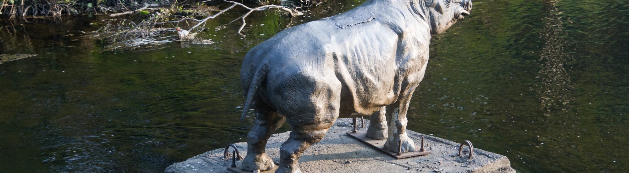 Le Dodder Rhino de Dublin - William Murphy - cc