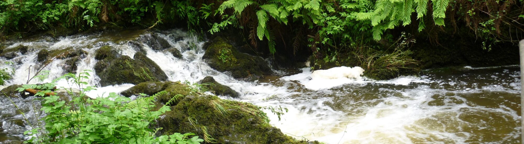 Le Dun na rist forest park - D Gore - cc
