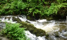 Le Dun na rist forest park - D Gore - cc