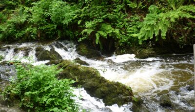 Le Dun na rist forest park - D Gore - cc