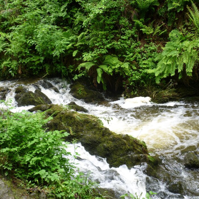Le Dun na rist forest park - D Gore - cc