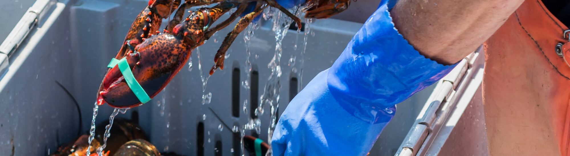 Du homard irlandais - © coachwood 