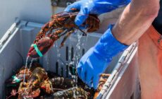 Du homard irlandais - © coachwood