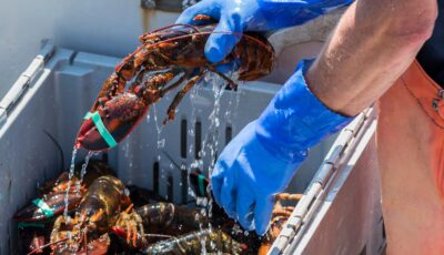 Du homard irlandais - © coachwood