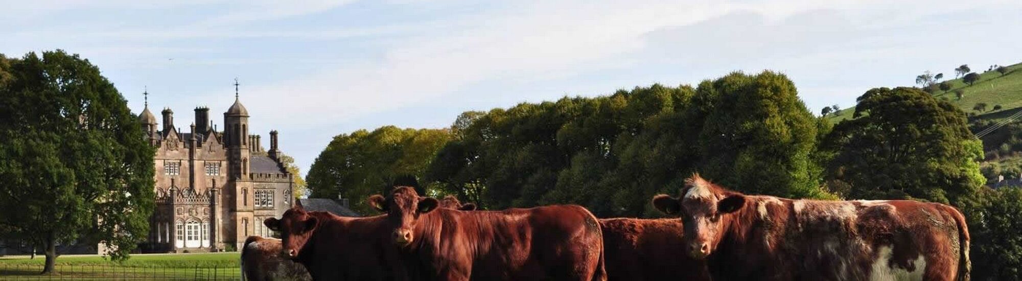 Du boeuf Hannan à Glenarm - http://www.hannanmeats.com