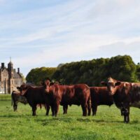 Du boeuf Hannan à Glenarm - http://www.hannanmeats.com